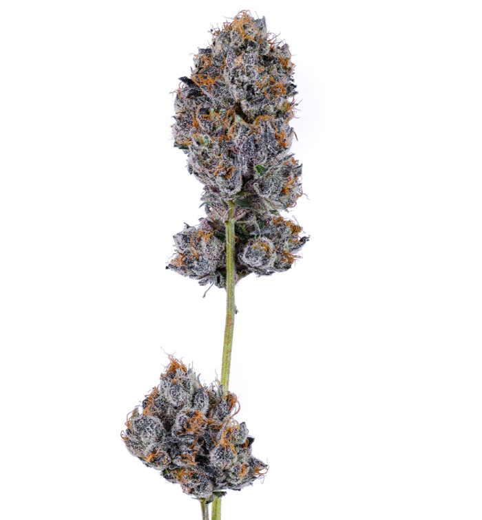 RAINBOW ZOAP - Image 5