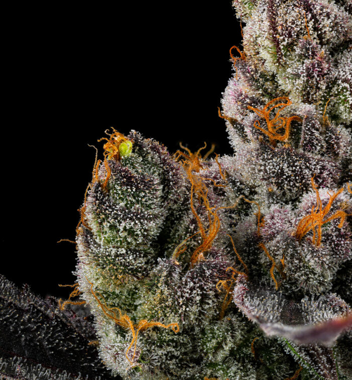 RAINBOW ZOAP - Image 3