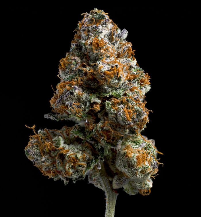 SOUR-Z & CANDIES - Image 2