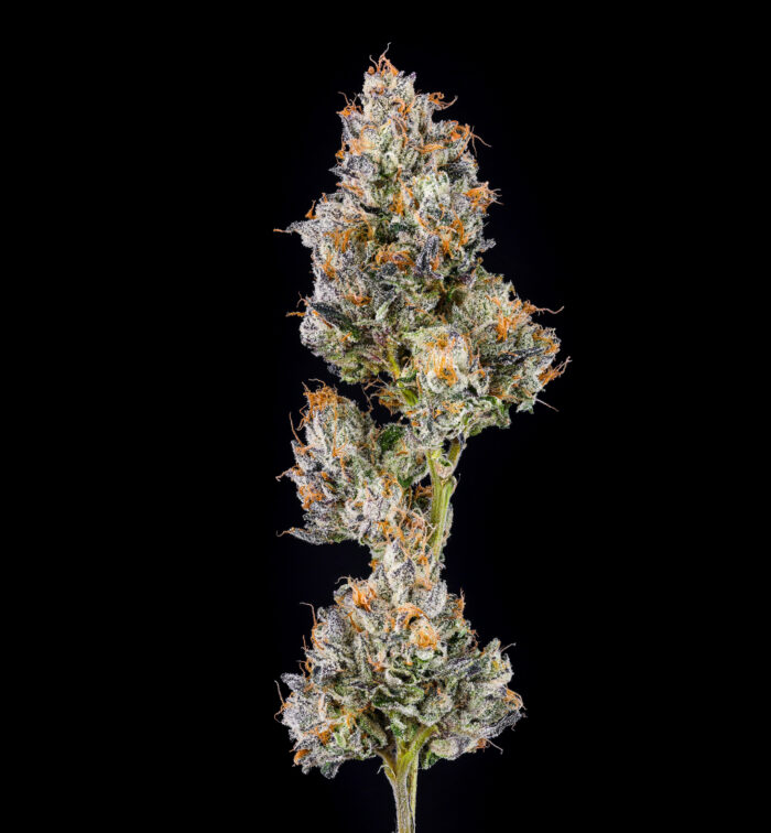 SOUR-Z & CANDIES - Image 3