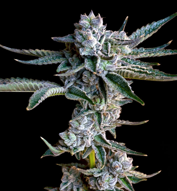 THE EXOTIC OZ (AUTO)