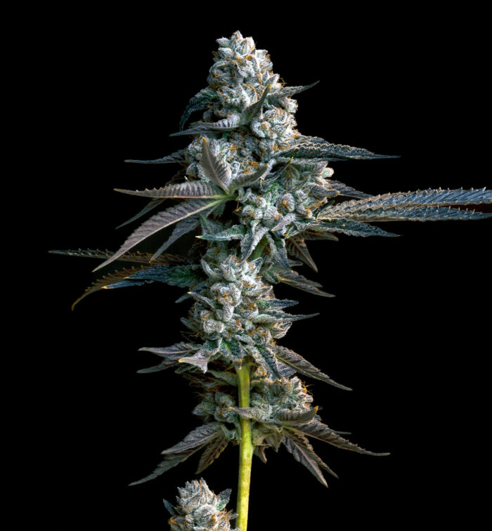 FROSTED CUPCAKE (AUTO)