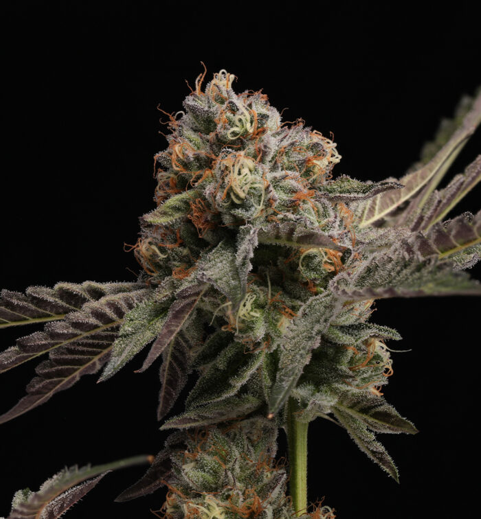 RAINBOW CANDY (AUTO)