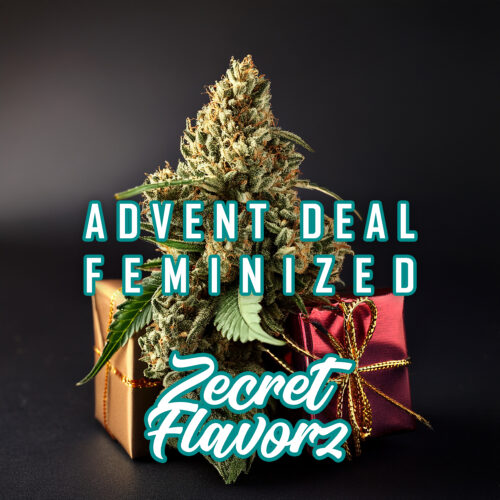FEMINIZED ADVENT DEAL